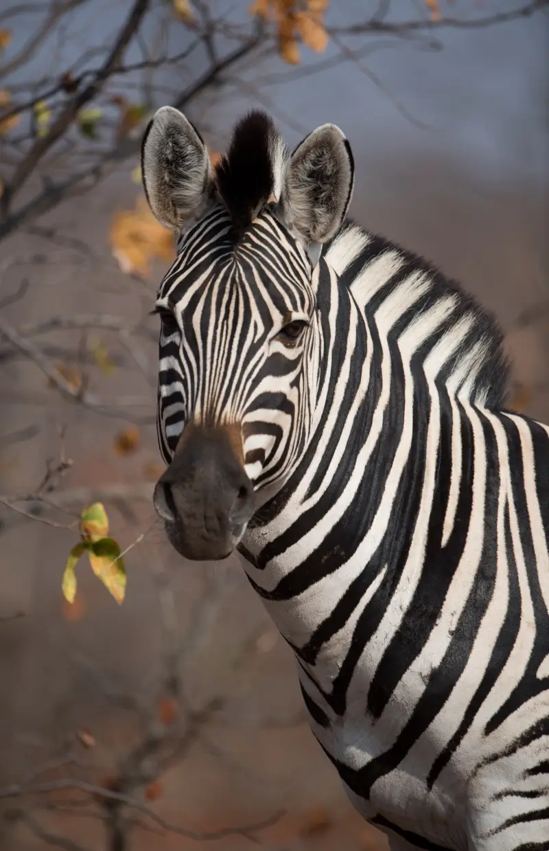 Swahili Safaris