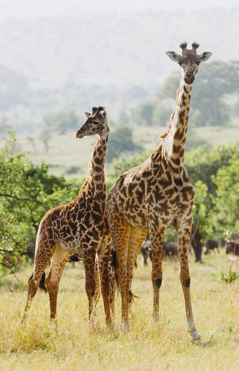 Swahili Safaris