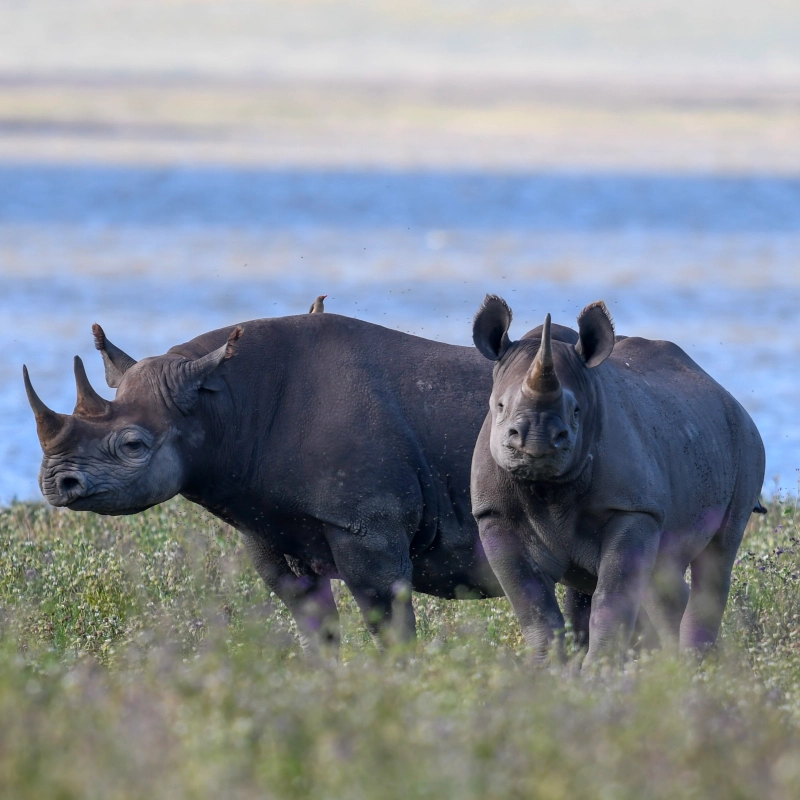 Serene Safari – Swahili Safaris