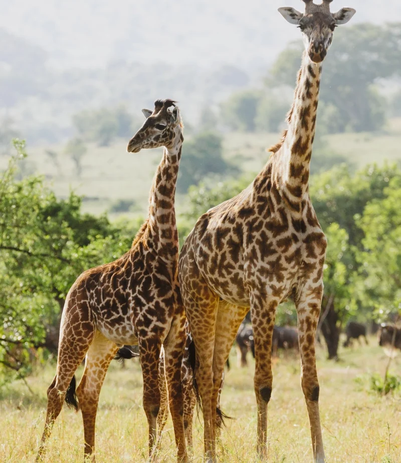 wildlife