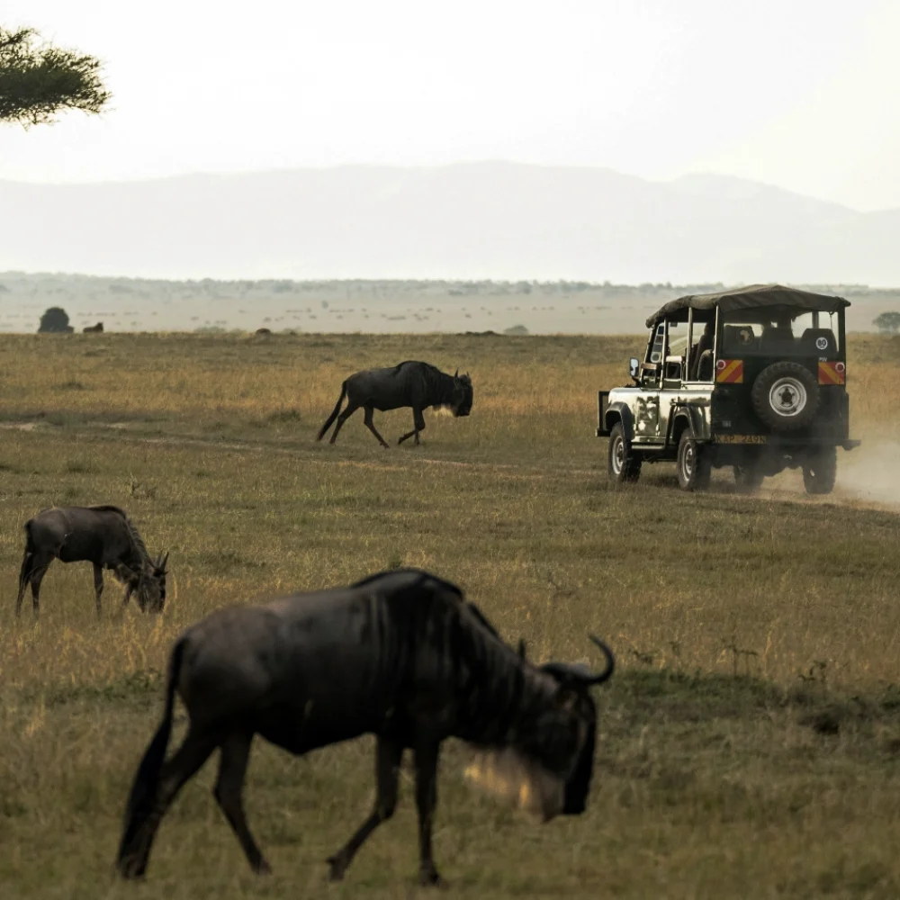 Serval Wildlife – Swahili Safaris